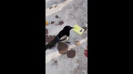 Magpie steals student's ID card in China