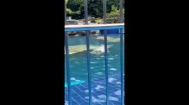 Walrus splashes water onto zoo visitors in Thailand