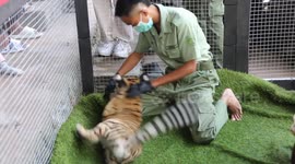 Indonesia: Newborn Bengal Tiger cubs strengthen wildlife conservation efforts in Indonesia