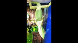 Girl discovers her pet lizard enjoying an upside-down hanging pose