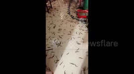 Tank bursts sending nearly 200,000 fish swarming across shop floor in China