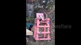 Giant panda startled by sudden appearance of her caretaker in hilarious footage