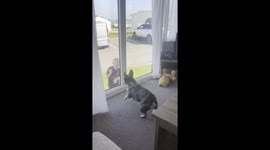 Playing With a French Bulldog Through a Window