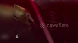 Escape calf charges at firemen after being hit by a car