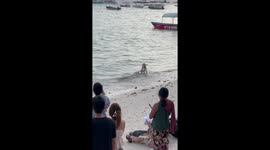 Skimboarding dog cheered by beachgoers in the Philippines