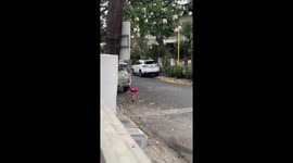 Loving schoolboy picks a flower every day for his mother