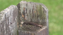A lizard is resting on a fence post in Western Kentucky in the United States
