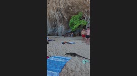 Monitor lizard prowls beach in front of shocked tourists in Thailand