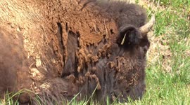 Buffalo in the high heat of the summer in Kentucky in the United Statesd States take shade