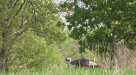Wild turkey, hawk, and other wild birds in Western Kentucky in the United States