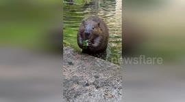 Beaver tucks into apple blossom snack in Washington