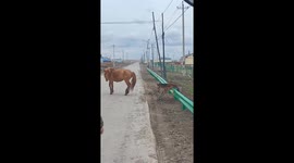 Passerby helps pony trapped in road barrier in China