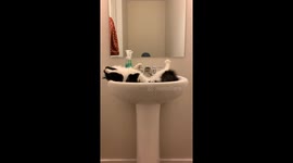 Cat Rolling in Sink