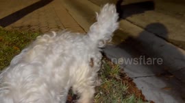 “there’s a frog on my dog” - hilarious moment, Florida man catches something funny crawling on his dog’s leg