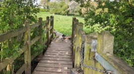 Colin the Staffy vs The Giant Stick | Determined Dog Wins the Day!