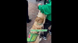 Pluto the service dog meets Mickey at Disneyland — and it’s pure magic