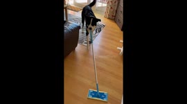 Simba The Dog Cleaning The Floor