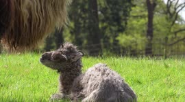 UK: Woburn Safari Park Welcomes New Bactrian Camel Calf