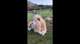 White Lions Roar Together