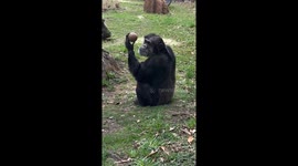 Optimus the Chimp Shows Clever Way to Enjoy Frozen Treats