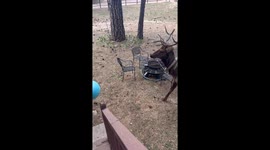 Arizona man teaches elk to play with ball