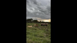 Lions attempt to charge rhinos but flee after confrontation at Solio Lodge