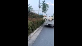 Goats graze on roadside while riding on tricycle in Hubei, China