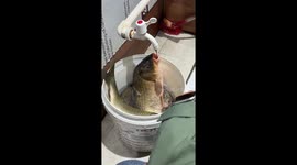 Fish gasps for air as water tap runs over it
