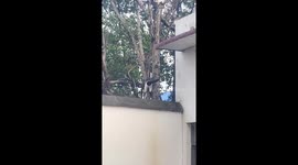 Cat struggles to pass between tree branches