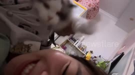 Cat repeatedly hits owner on the head to wake them up