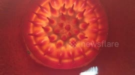 detil the rare rafflesia tuan muda has bloom in Indonesia