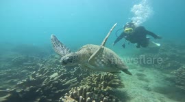 Scuba diver swims alongside giant turtle