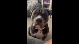 Playful pup requests belly rubs from mom during photo session
