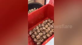 Customer unloads 15 years worth of saved coins to buy gold