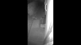 fox takes plate after eating food