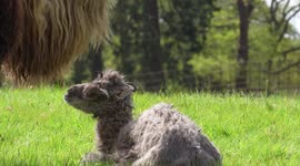 Baby camel born at Woburn Safari Park in England