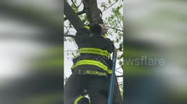 Firemen retrieve pet cat stuck up a tree in Indiana