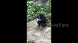 Chimpanzee uses chopsticks to eat noodles like a human at Chinese zoo