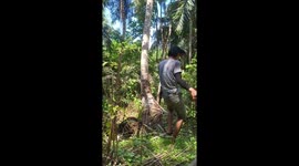 Agile youngster climbs coconut tree with the speed of a monkey