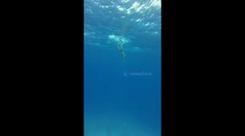 Free diver chills on the bottom of Red Sea in Egypt