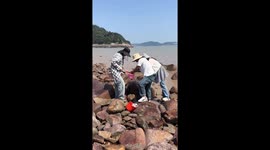 Huge octopus clings to woman's hand on beach