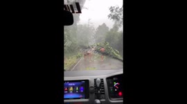 Passengers run out of car to drag fallen tree blocking road
