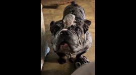 French Bulldog Balances Mouse Sibling On Nose