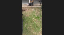 Dog Scolded For Digging Hole In Ground