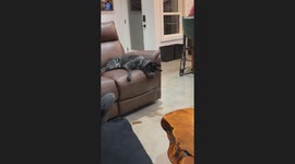 Dog's Drool Drip Reaches Toward Floor