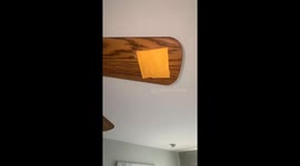 Let's Put Cheese on My Ceiling Fan and See How Long It'll Last