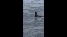 Sick sea lion trying due to toxic algal bloom this year