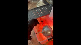 Cat Joins Chicks Inside Incubator