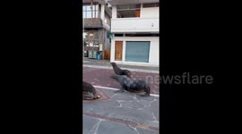 Galapagos Sea Lions Run Down Street