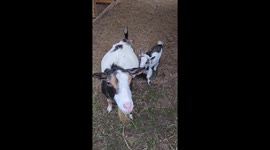 Dwarf Goat Uses Mom As Climbing Gym